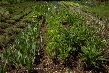 Grădina lui Nicolai Ungureanu nu e decorativă, e o grădină cu plante de leac