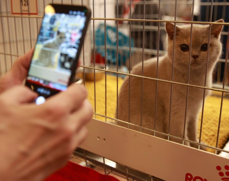 Pisici de top, priviri hipnotizante și povești spectaculoase. Cum a fost la Salonul Felin Internațional SofistiCAT