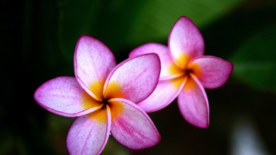Plumeria plantare și îngrijire