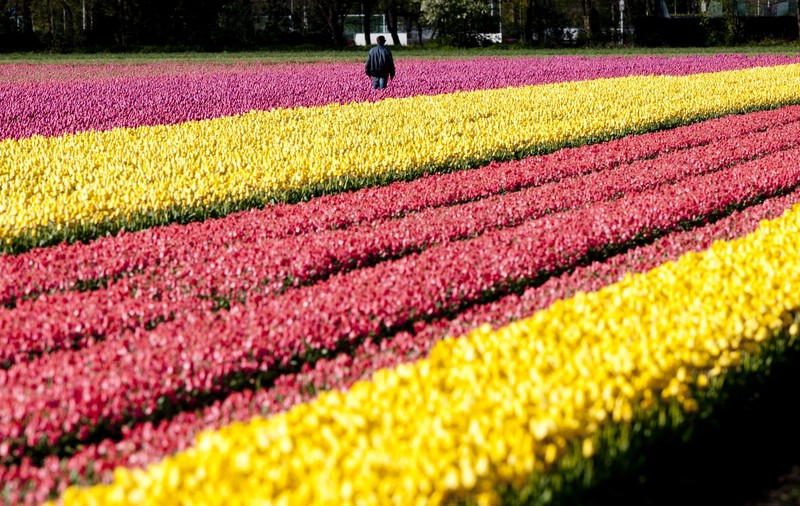 De necrezut! Uite cât de frumoase sunt lalelele în aceste zile în Olanda! | FOTO