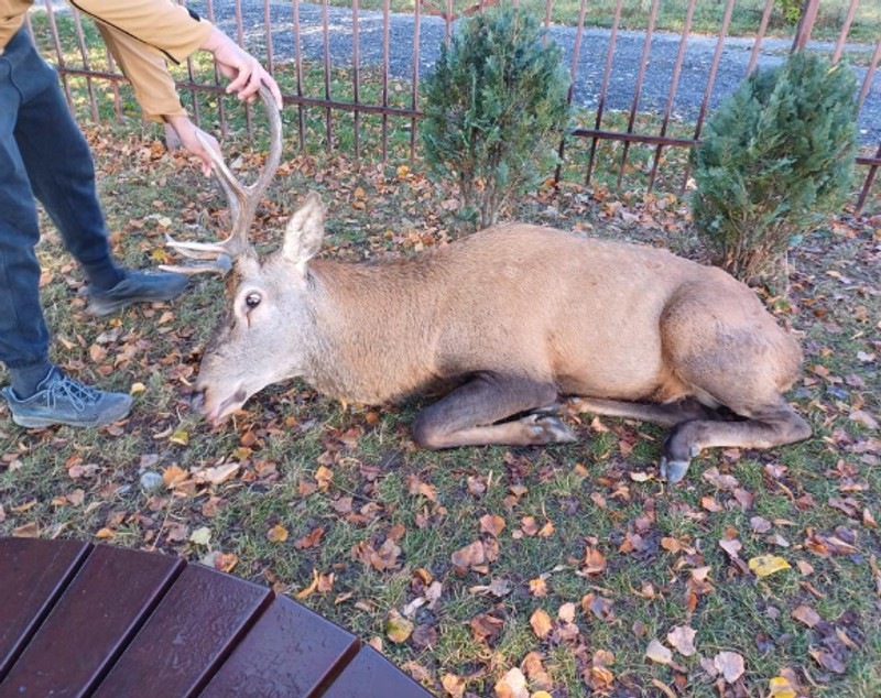 Un cerb a intrat în curtea unei şcoli din Râşnov. Pădurarii au tranchilizat animalul și l-au eliberat în fondul forestier