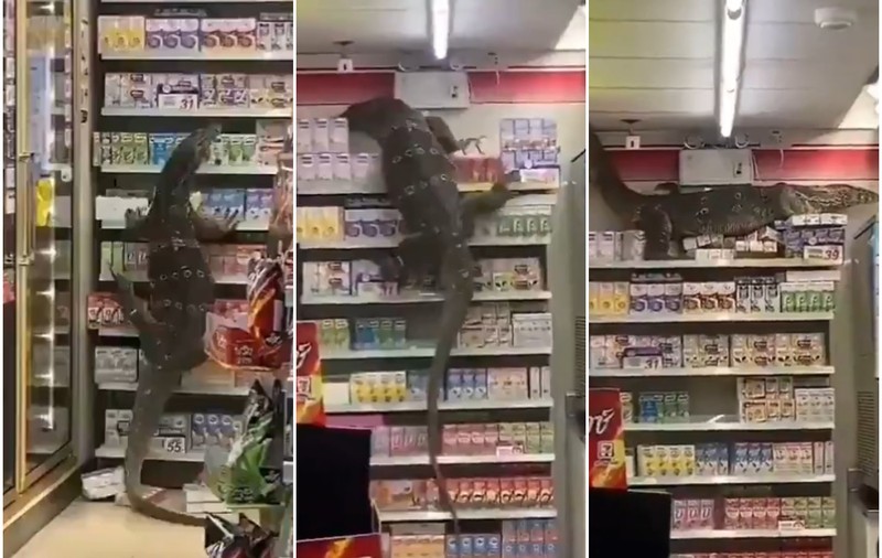 VIDEO | O șopârlă uriașă a băgat groaza în clienții unui supermarket, în Thailanda
