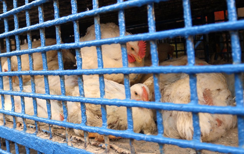 Gripa aviară se răspândește în noi țări și pune la grea încercare crescătorii de păsări de pe toate continentele
