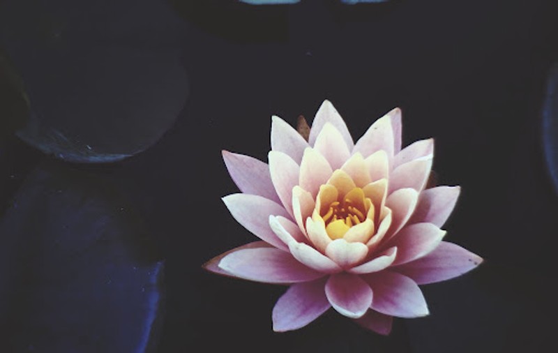 Ce proprietăți are floarea de lotus și de ce este atât de specială?