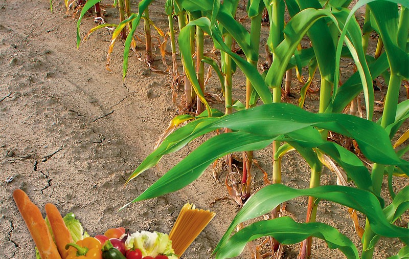 Veşti rele - Alimentele se vor scumpi cu 30%
