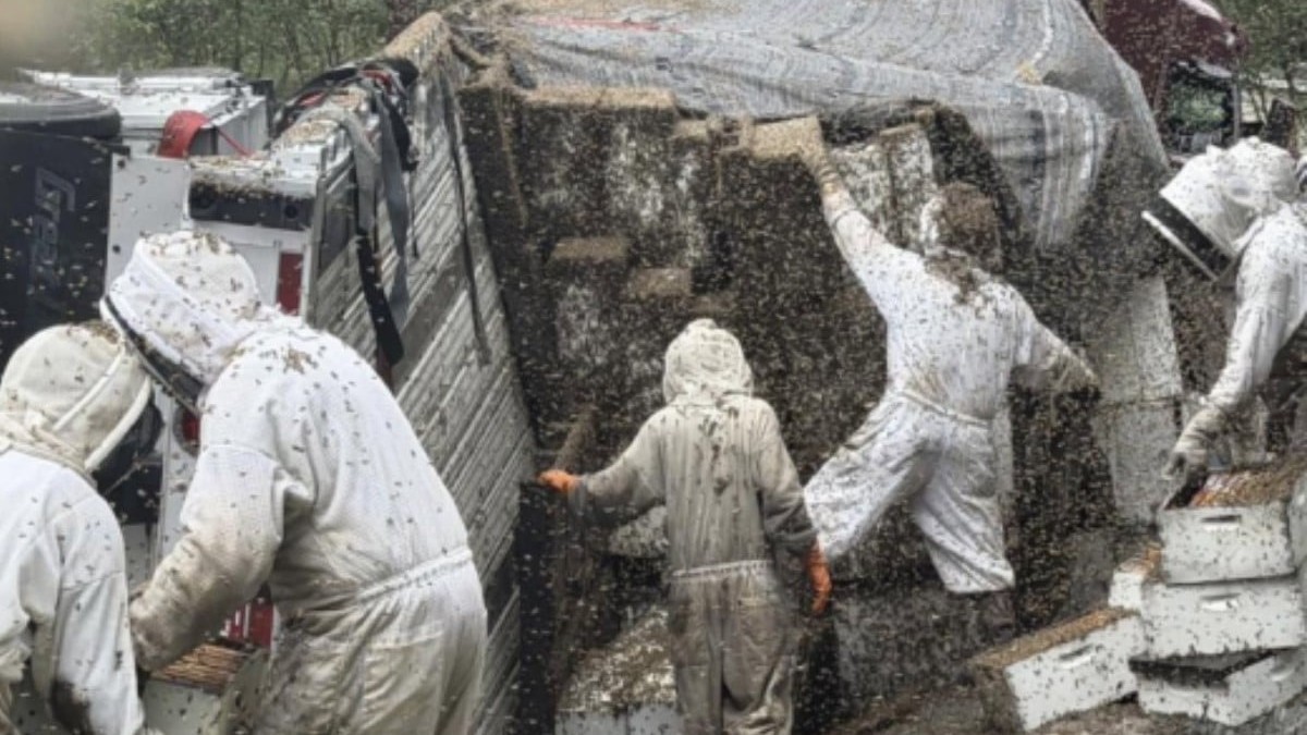Două milioane de albine au evadat în Texas după ce un camion plin cu stupi s-a răsturnat. Foto: Facebook / Queen Bee Supply.