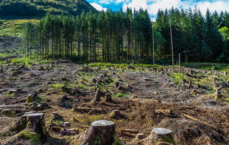 Raport ONU: Planeta a pierdut aproape 100 de milioane de hectare de pădure în ultimii 20 de ani. Care sunt cele mai afectate zone
