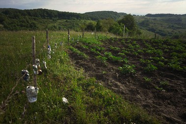 Parcelă cultivată cu cartofi. dozele atârnate de gard au scopul de a proteja parcela de atacurile mistreților, pentru că aceștia se sperie de zgomotul provocat de acestea