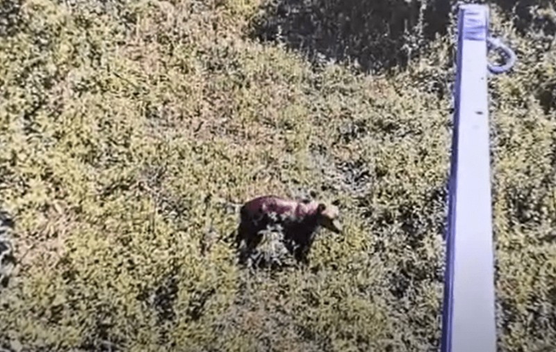 Avertizare RO-Alert în Ilfov, după ce un urs a fost văzut în Pădurea Scroviștea, la 30 de kilometri de București