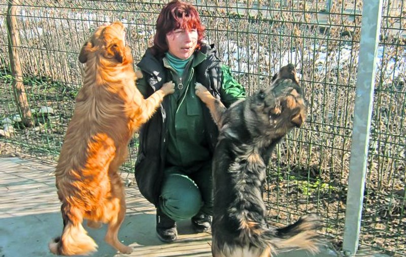 Ea exportă maidanezi! A expediat anul trecut 642 de câini iubitorilor de animale din Europa