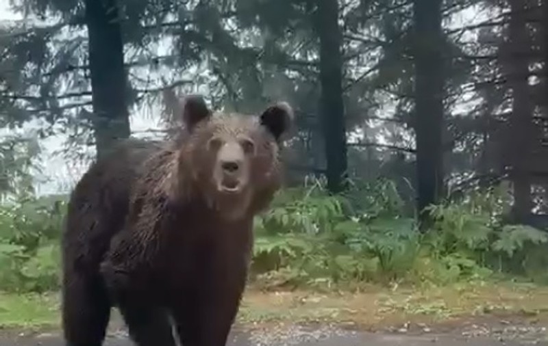 VIDEO. Poliţiştii sibieni s-au întâlnit cu un urs, în timp ce patrulau pe Transfăgărăşan