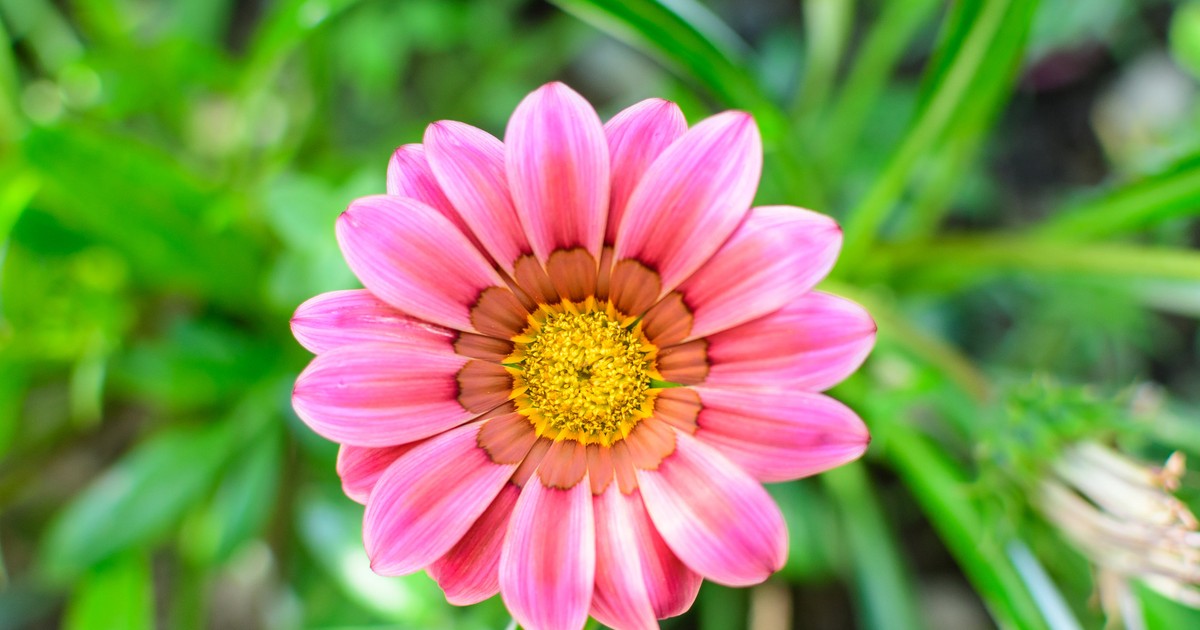 Gazania, floarea comoară. Plantare și îngrijire. Cum se înmulțește