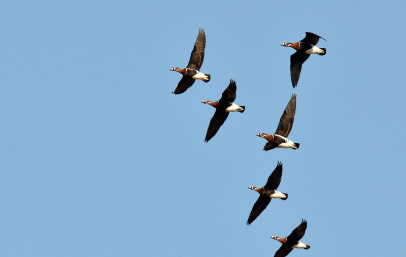 Trei gâște cu gât roșu, o specie protejată în România, au murit într-o singură lună. Ultima a fost găsită într-o  curte, mâncată de un câine