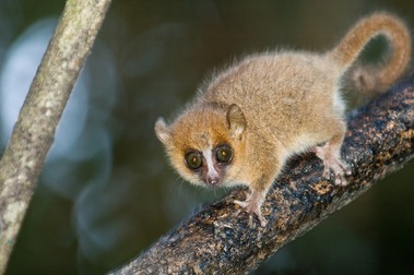 Lemurul-șoarece Madame Berhe