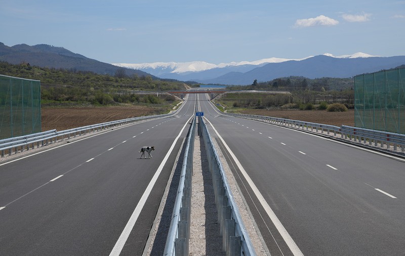 Cine răspunde când un animal intră pe autostradă. CNAIR încearcă să scape de responsabilitate în cazul unui câine care a provocat „daună totală”