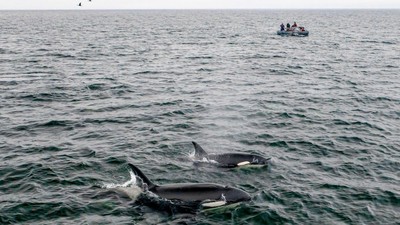 Balene ucigașe - orci