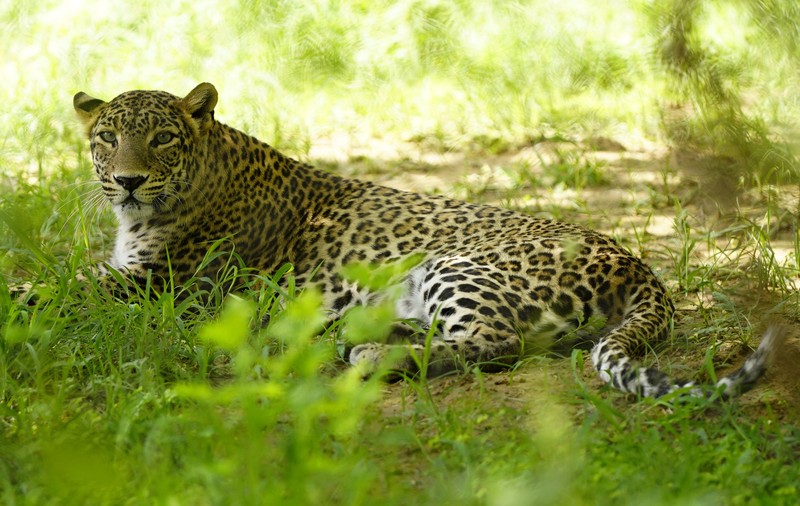 Proprietarul unei mici grădini zoologice private din Slovacia, ucis de un leopard