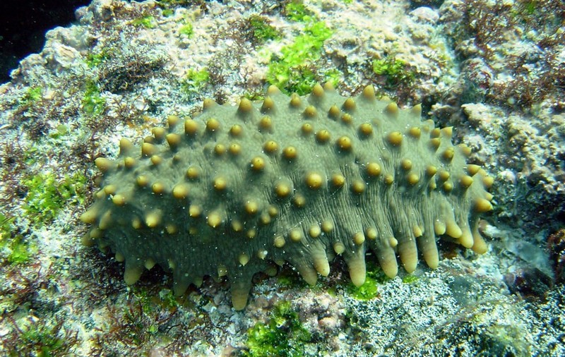 Cinci oameni arestați în Japonia pentru furtul a 600 de kilograme de castraveți de mare. Cu cât se vinde delicatesa