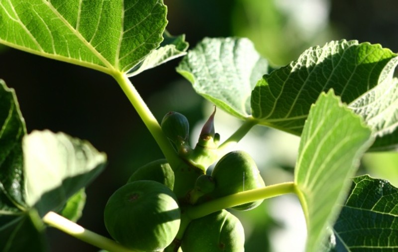 GHIDUL plantelor medicinale
