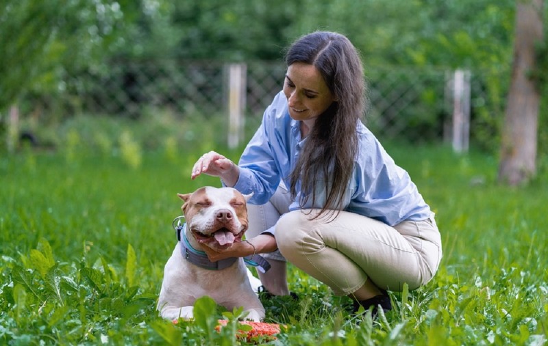 Câinele Pitbull – tot ce trebuie să știi despre această rasă