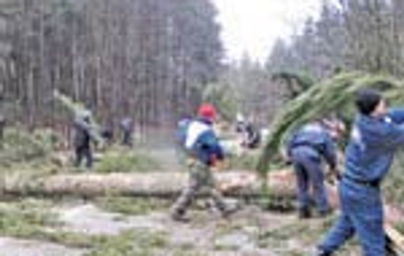 Furtuna a culcat brazii in Poiana Brasov