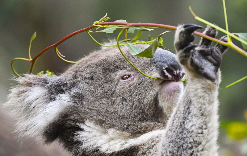 Australia a pierdut aproape 30% din populația de urși koala în 3 ani. „Declinul e dramatic. Trebuie să luăm măsuri”