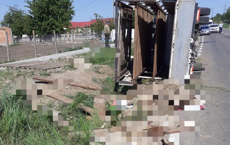O autoutilitară care transporta peste 100 de oi s-a răsturnat pe o șosea din Vaslui. 28 de animale au murit