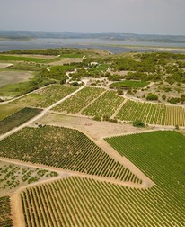 Actorul francez cultivă viță-de-vie pe 50 de hectare