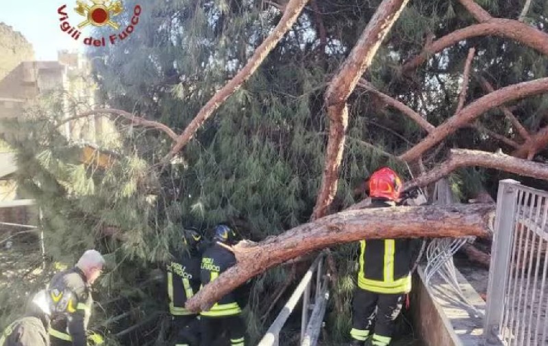 Un pin s-a prăbușit peste un turist român la Roma, lângă Forumul Roman