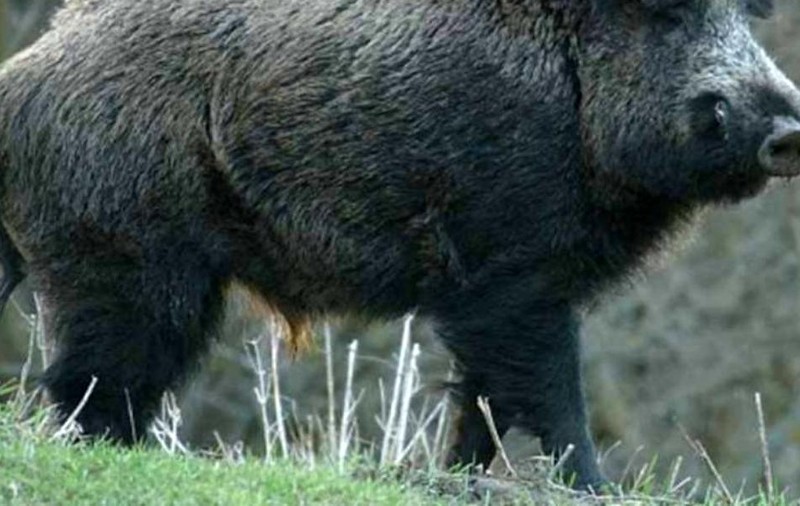Primul focar de pestă porcină africană în mediul sălbatic, în judeţul Buzău