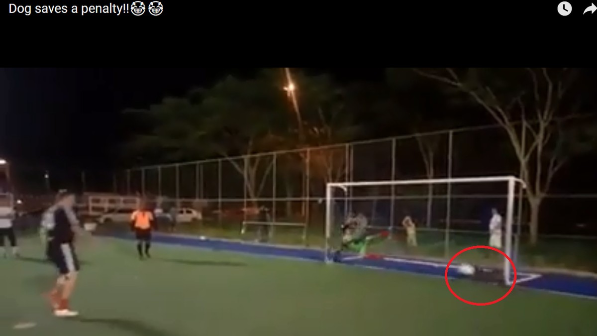 Cățelul care a apărat un penalty într-un meci de minifotbal din Brazilia