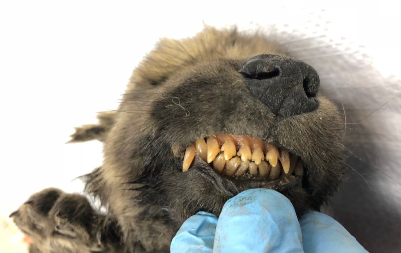 Un animal înghețat de 18.000 de ani naște controverse: Este lup sau câine?