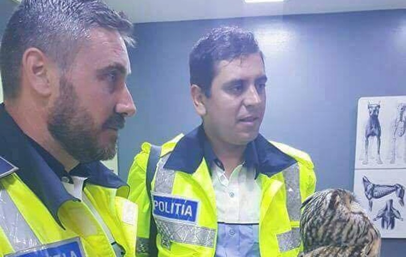 Bufniță rănită, salvată de polițiști pe Autostrada Soarelui