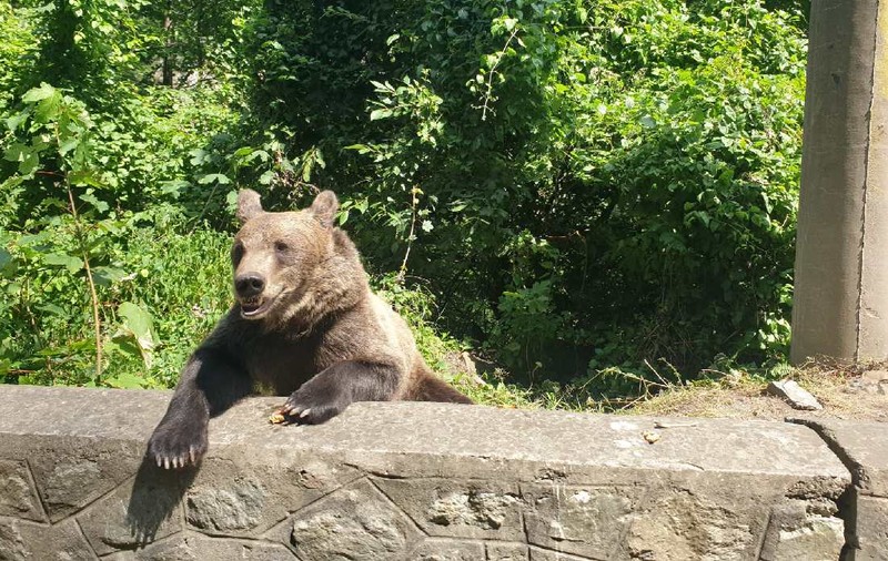 Amenzi de până la 30.000 de lei pentru cei care hrănesc urșii. Noi reguli și pentru împușcarea animalelor