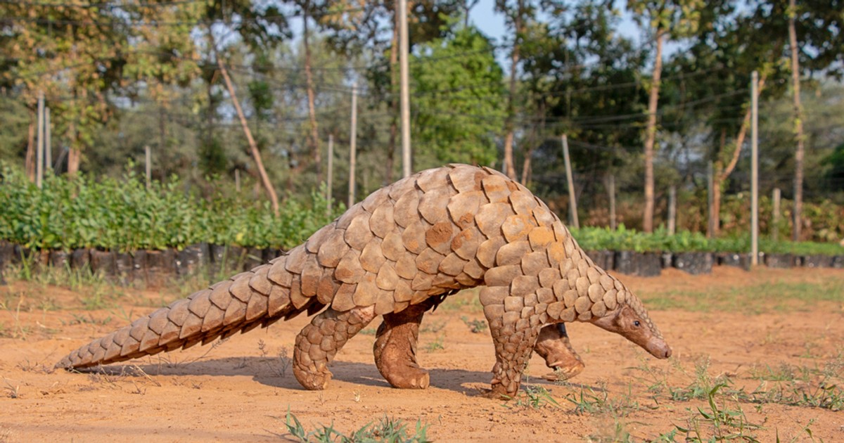 Pangolinul