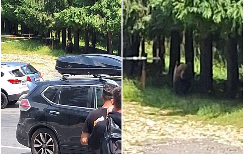 Urs „fără frică de om”, văzut la intrarea pe un traseu turistic din Munții Ciucaș. „Este atras de gunoaiele lăsate”