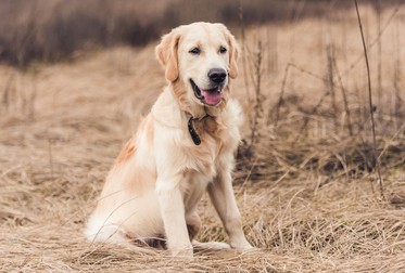 Golden Retriever - cei mai frumoși câini