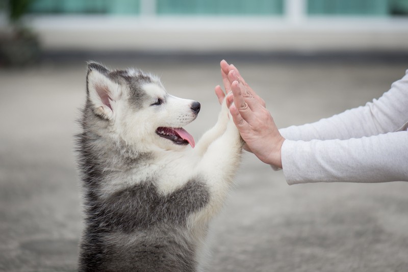 Cum se dresează un Husky