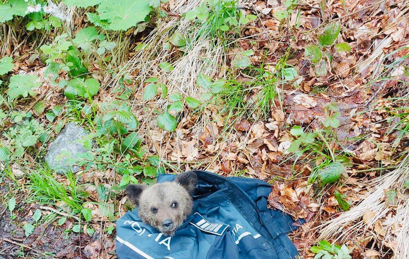 Ursuleț de 3 kg salvat de polițiști într-o pădure din Sibiu, lângă Porumbacu de Sus