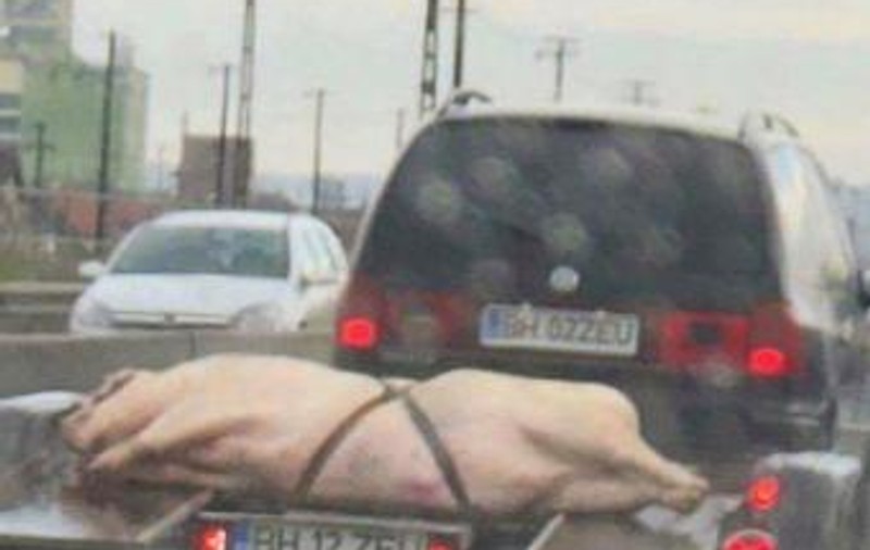 Cu porcul la plimbare pe șoseaua de centură a orașului Oradea