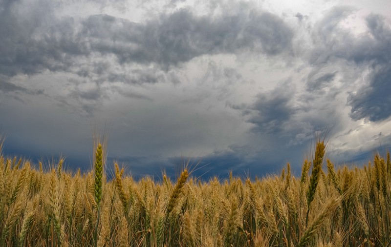 Agricultura României, afectată sever de schimbările climatice. Producția de cereale ar urma să scadă semnificativ în următorii 50 de ani