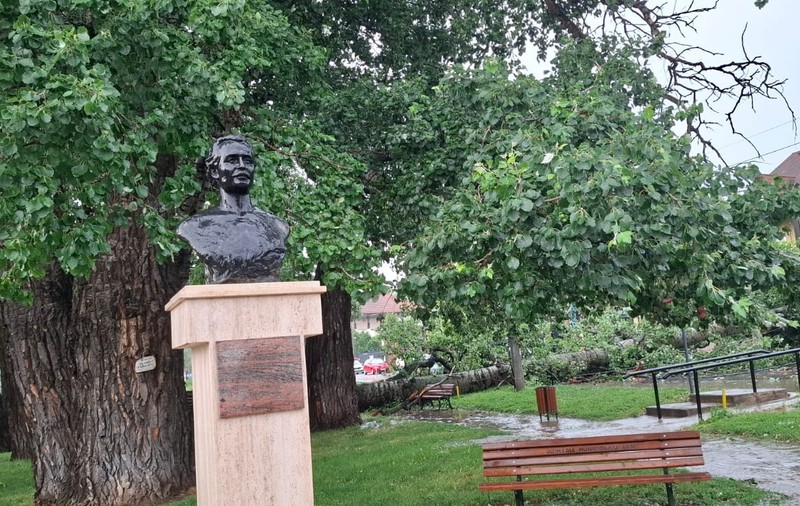 Un plop despre care a scris Mihai Eminescu, vechi de 150 de ani, s-a prăbușit din cauza furtunii