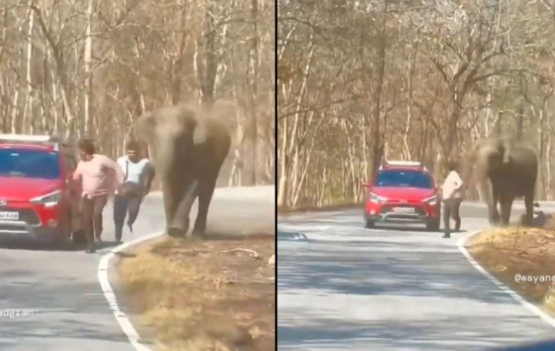 Un turist care a vrut să facă un selfie cu un elefant, într-un parc național din India, la un pas să fie călcat în picioare | VIDEO