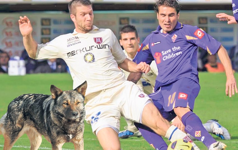 Maidanezul «Mutu»