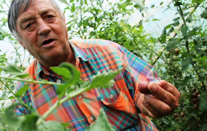 Un arădean cultivă 40 de soiuri de roşii de pe toate continentele | GALERIE FOTO
