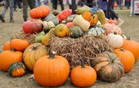 Dovleci ornamentali sunt expuși la Elbauenpark, locul de desfășurare a celei de-a 31-a ediții a Festivalului Recoltei din Saxonia-Anhalt. Imagine cu caracter ilustrativ. Sursă foto: Getty Images.
