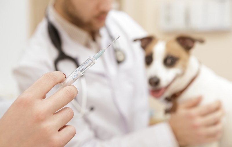 Avertisment: ”Vaccinarea anti-COVID a animalelor de companie ar putea deveni necesară!”