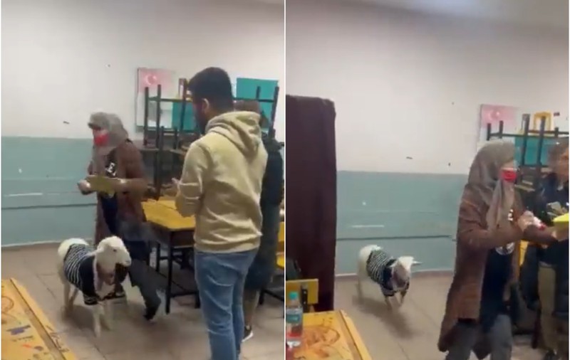 VIDEO | Imagini virale din Turcia: O femeie a venit cu mielul la secția de votare
