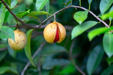 Arbore de nucsoara