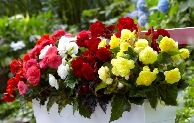 Plantarea florilor bulboase – sfaturi utile